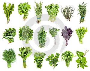 Various bunches of fresh edible greens isolated