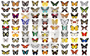 Various butterfly patterns