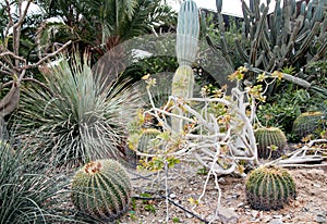 Various Cacti in Ein Gedi oasis