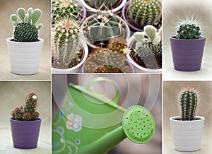 Various cacti and green watering can