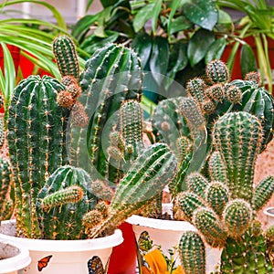 Various cacti in pots on the table in room