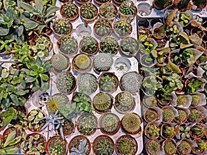 Various cacti, succulents and aloe