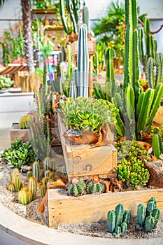 Various cacti and succulents, houseplants potted in a decorative pots in a shop