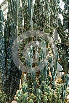 Various cacti thrive in the greenhouse, adding a touch of desert landscape