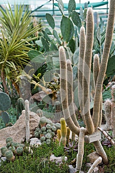 Various cactus in a conservatory glasshouse. Succulents in desert greenhouse planted in a botanical garden