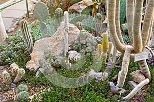 Various cactus in a conservatory glasshouse. Succulents in desert greenhouse planted in a botanical garden