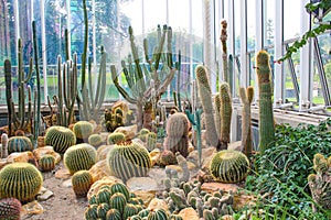 Various cactus in a glass greenhouse for protection