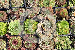 Various cactus plants