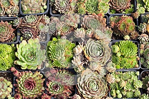 Various cactus plants photo