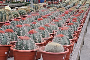Various Cactus in the pot in Cameron Highland Malaysia