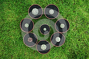 Various Cactus in pot on green garden ground.