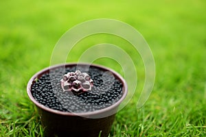 Various Cactus in pot on green garden ground. Topical nature grass on background. Gymnocalycium mihanovichii Daydream - original T