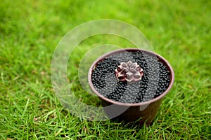 Various Cactus in pot on green garden ground. Topical nature grass on background. Gymnocalycium mihanovichii Daydream - original T