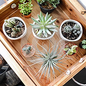 Various cactus in the wooden tray decoration for cafe, restaura