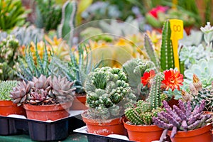 Various cactuses