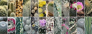 Various Cactuses Collage, Different Cactus Collection, Mix