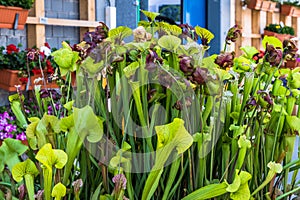 Various carnivorous plants in a pot
