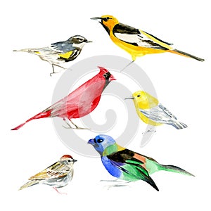 Various cartoon summer birds collection natural watercolor illustration