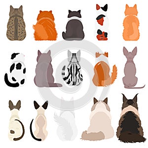 Various cat breeds from behind bundle