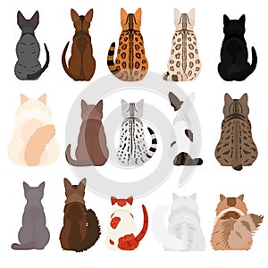 Various cat breeds from behind bundle