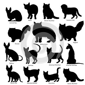 Various cat breeds silhouette bundle