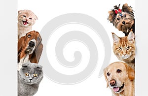Various cats and dogs as frame isolated on white photo