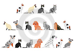 Various cats and dogs border set