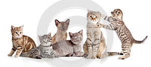 Various cats group isolated