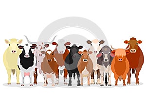 Various cattle group