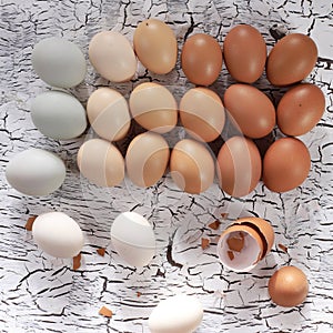 Various Chicken Egg Color, Different Shade of Eggs