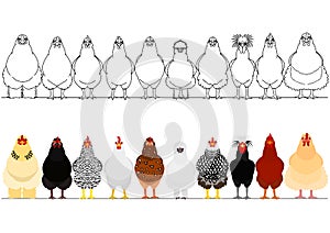 Various chicken in a row