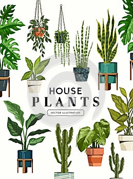 Various Collection Of Green Indoor House Plants