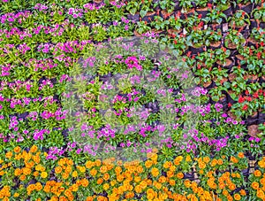 Various color flower background wall