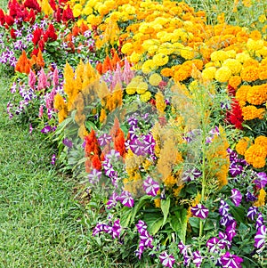 Various color flower background wall