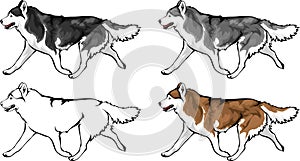 Various color options for the Huskies