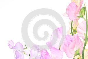 Various color of sweetpea in a white background