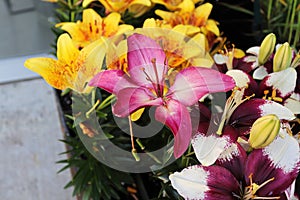 Various colored lilies growing in the garden