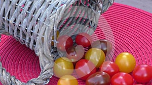 Various of colorful cherry tomatoes