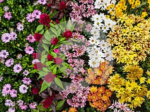 Various colorful flowers