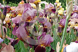 Various colorful flowers of bearded irises