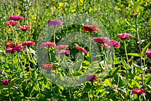 Various colorful flowers of cynia in the garden on a sunny day. Flower layout