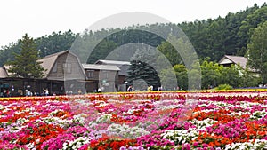 Various colorful flowers fields at Tomita Farm, Furano, Hokkaido