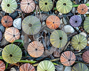 Various colorful sea urchin shells on pebbles and seaweed