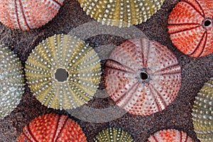 Various colorful sea urchin shells on wet sand, space for typing