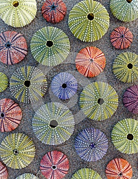 Various colorful sea urchins on wet sand beach, natural pattern