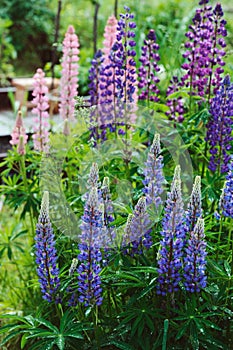 Various colorfull lupine flowers blooming in summer