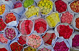Various colour of carnation flowers in bulk at Flower Market