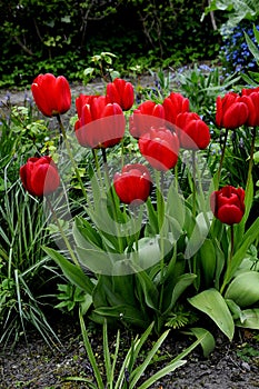 Various colour tulips flowers in one of the danish house in Kastrup