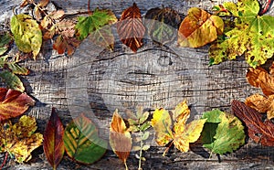 Various colourful autumn foliage on a wooden background