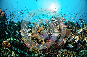 Various coral fishes, squirrelfish swim above coral reefs in Gili Lombok Nusa Tenggara Barat Indonesia underwater photo photo